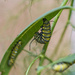 Soon-to-Be Chrysalis by k9photo