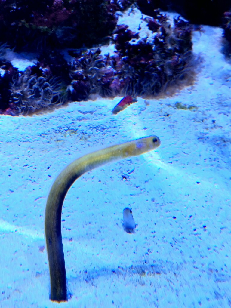 Seaworm by harbie