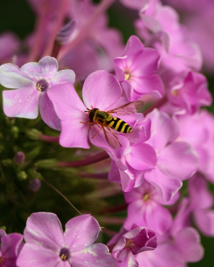 July 16: Phlox Visitor by daisymiller