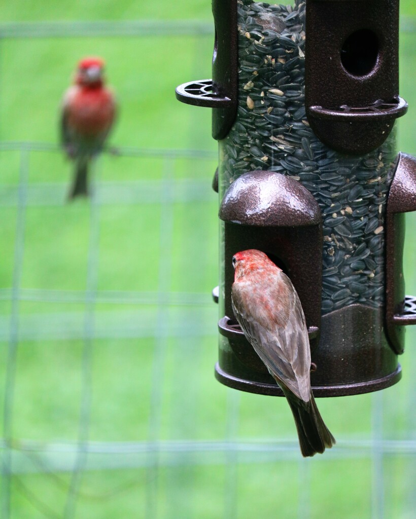 July 17: House Finch by daisymiller
