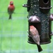 July 17: House Finch by daisymiller