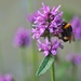 Bumblebee by okvalle