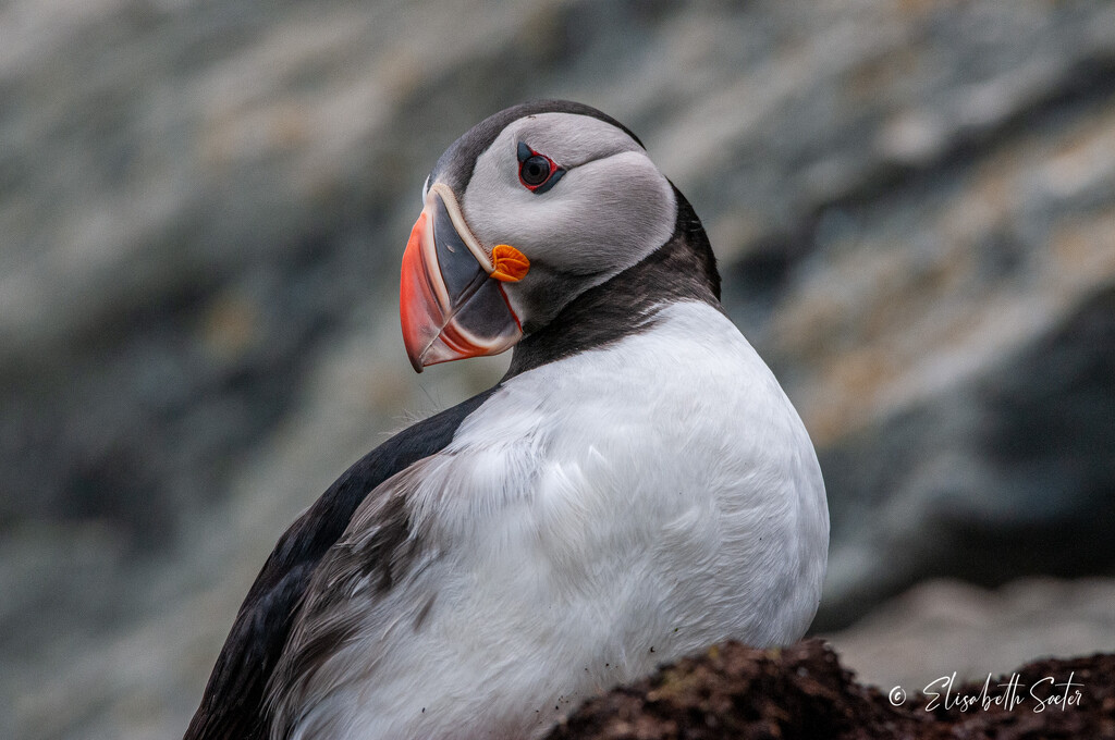 Common puffin by elisasaeter