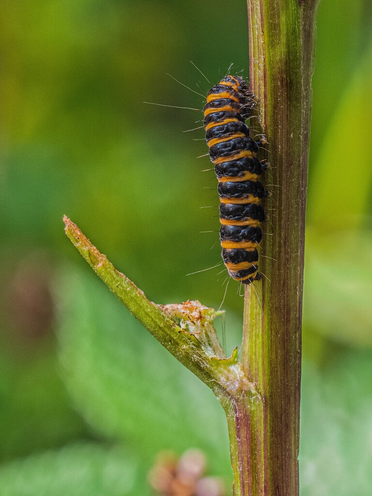 Cinnabar moth caterpillar. by gamelee