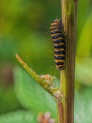 17th Jul 2021 - Cinnabar moth caterpillar.