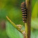 Cinnabar moth caterpillar. by gamelee