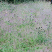 11th Jul 2021 - Pink grasses