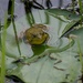 Lily pad & frogs by dawnbjohnson2
