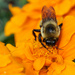 Pollinator by larrysphotos