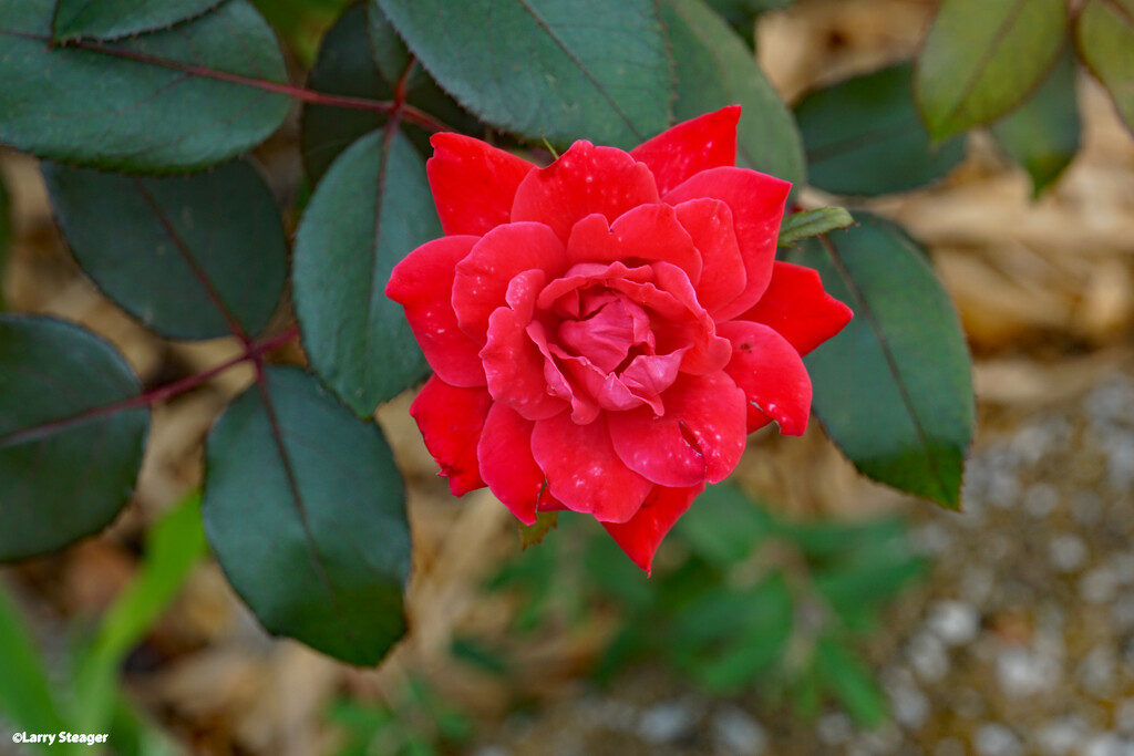 Summer rose by larrysphotos