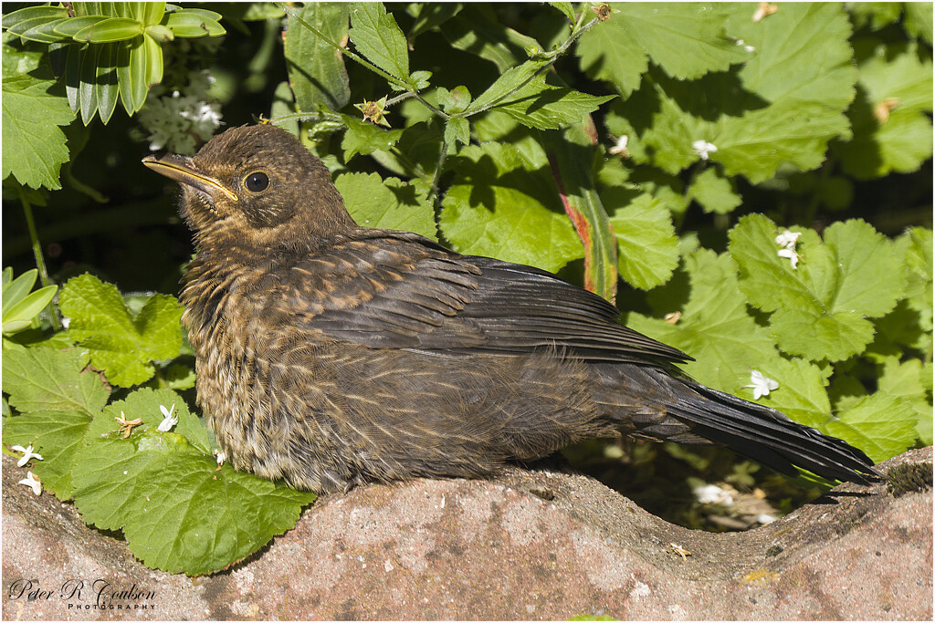 Young Blackbird by pcoulson
