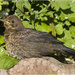 Young Blackbird by pcoulson