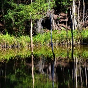 18th Jul 2021 - More Reflections In The Pond ~  
