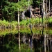 More Reflections In The Pond ~   by happysnaps