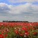 One off the poppy fields  by pyrrhula