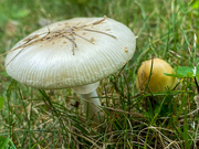 16th Jul 2021 - Mushroom Season