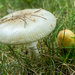 Mushroom Season by joansmor