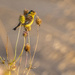 Lesser Goldfinch by nicoleweg