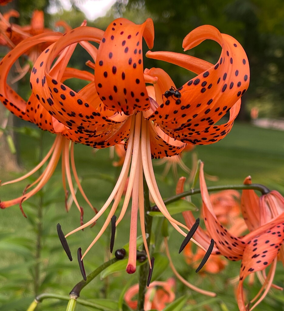 The fascinating Tiger Lily by essiesue