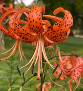 17th Jul 2021 - The fascinating Tiger Lily