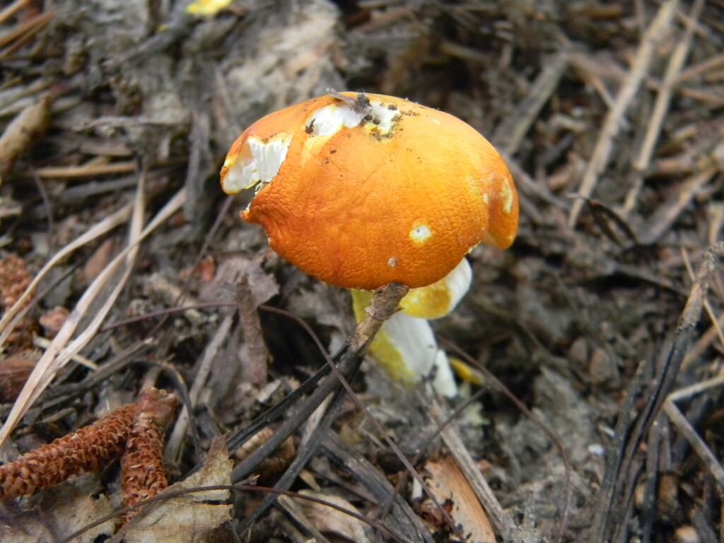 Orange Mushroom in Backyard  by sfeldphotos