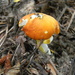 Orange Mushroom in Backyard  by sfeldphotos