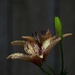 Lilies, late afternoon by amyk