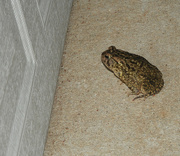 17th Jul 2021 - Toad Parking