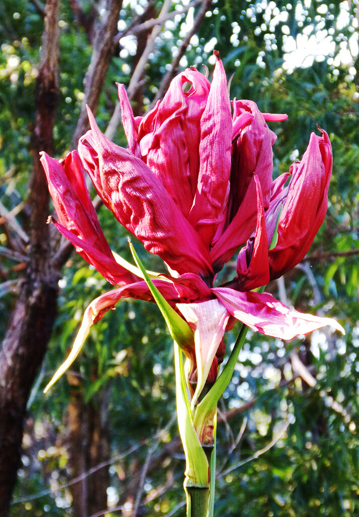 Gymea Lily in All its Glory by onewing