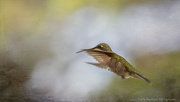17th Jul 2021 - Hummingbird Fly-By