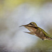 Hummingbird Fly-By by taffy