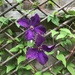 Clematis  by anne2013