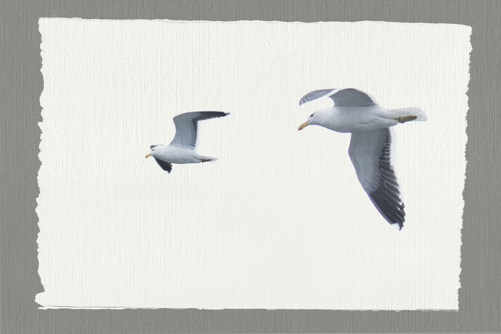 Seagulls by dkbarnett