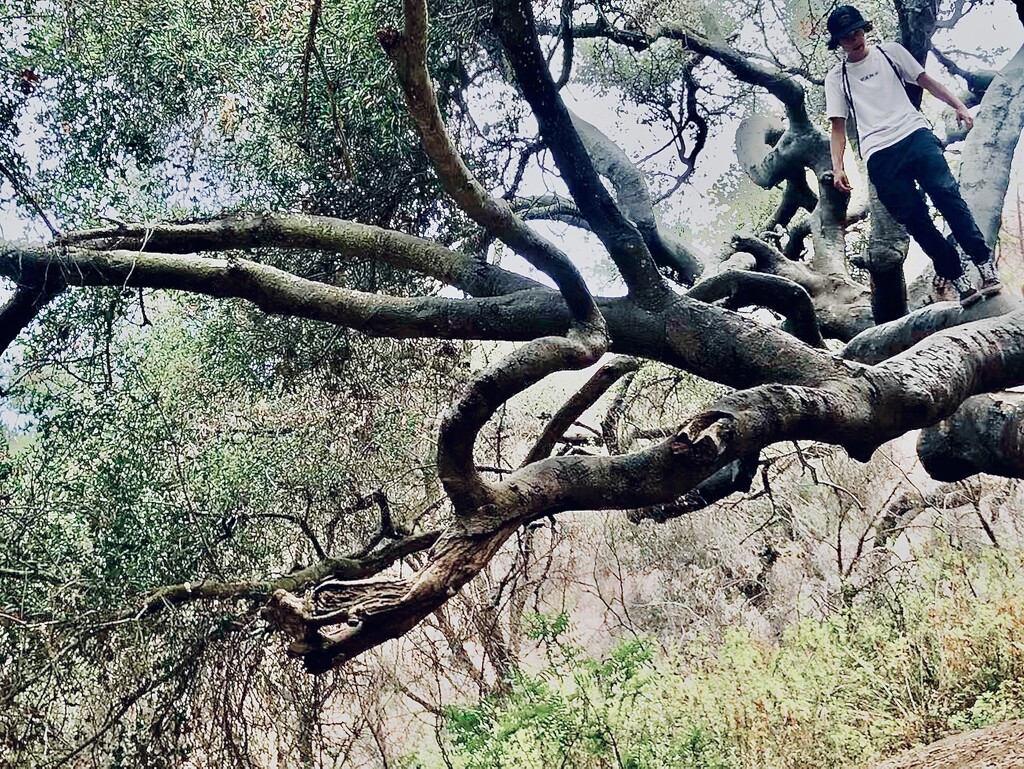 Tree Climber by jnadonza