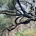 Tree Climber by jnadonza