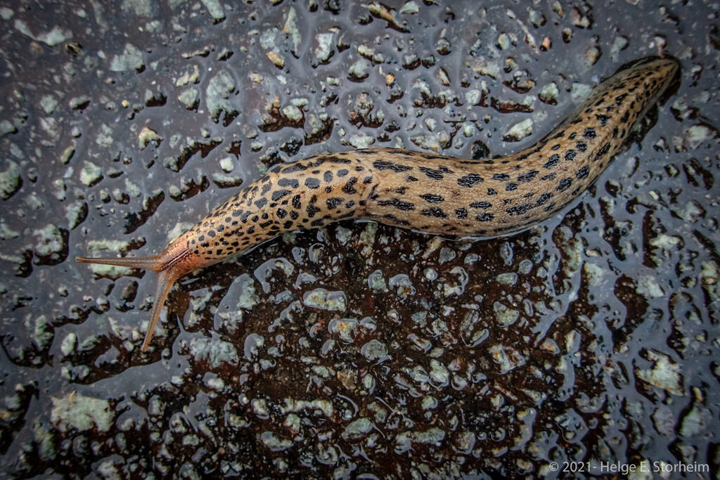 Leopard slug by helstor365