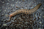 17th Jul 2021 - Leopard slug