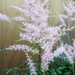 Summer... Astilbe by 365projectorgjoworboys