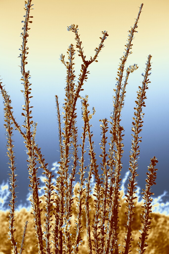 Ocotillo by blueberry1222