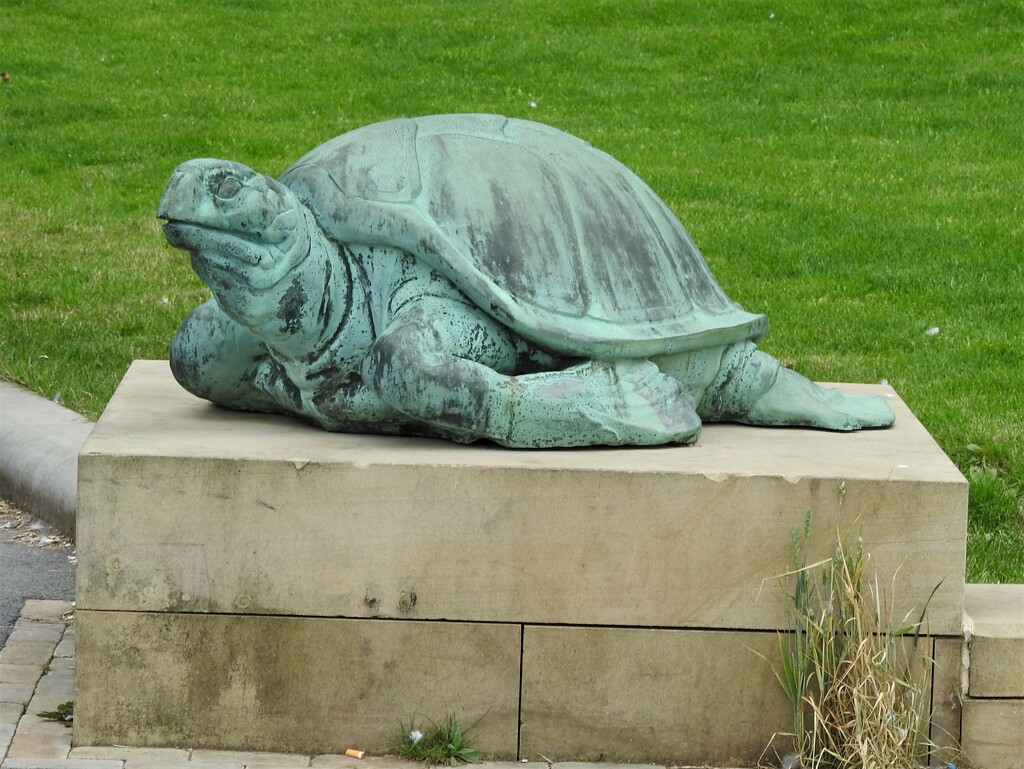 Turtle - Derby by oldjosh