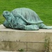 Turtle - Derby by oldjosh