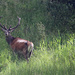 Stag in morning light.  by callymazoo
