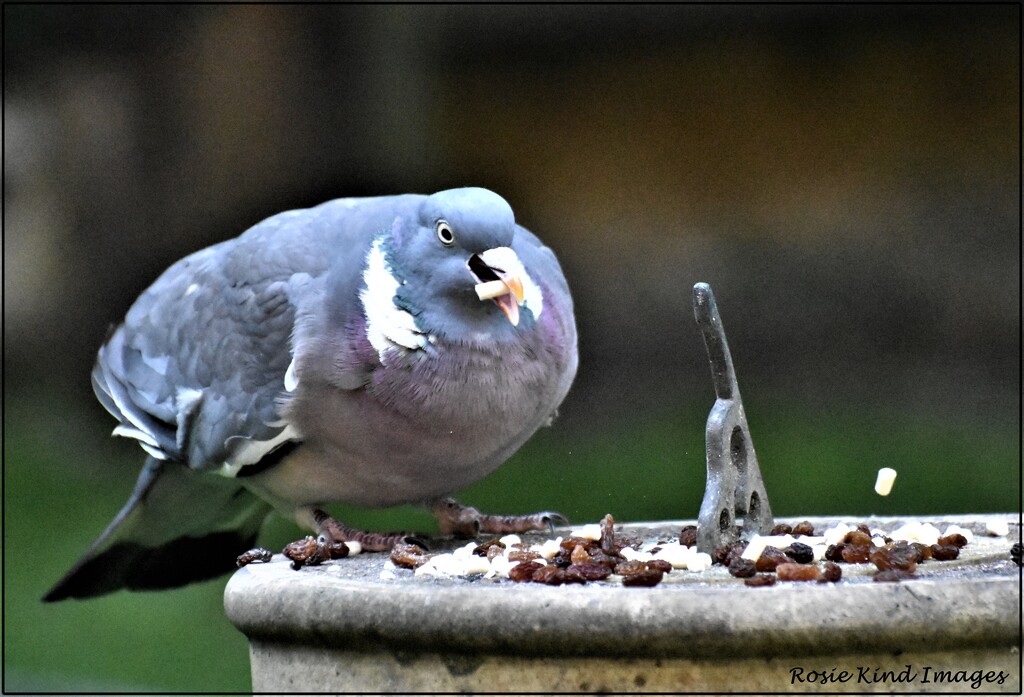 No wonder the pigeons are getting fat by rosiekind