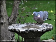 18th Jul 2021 - Thirsty pigeon