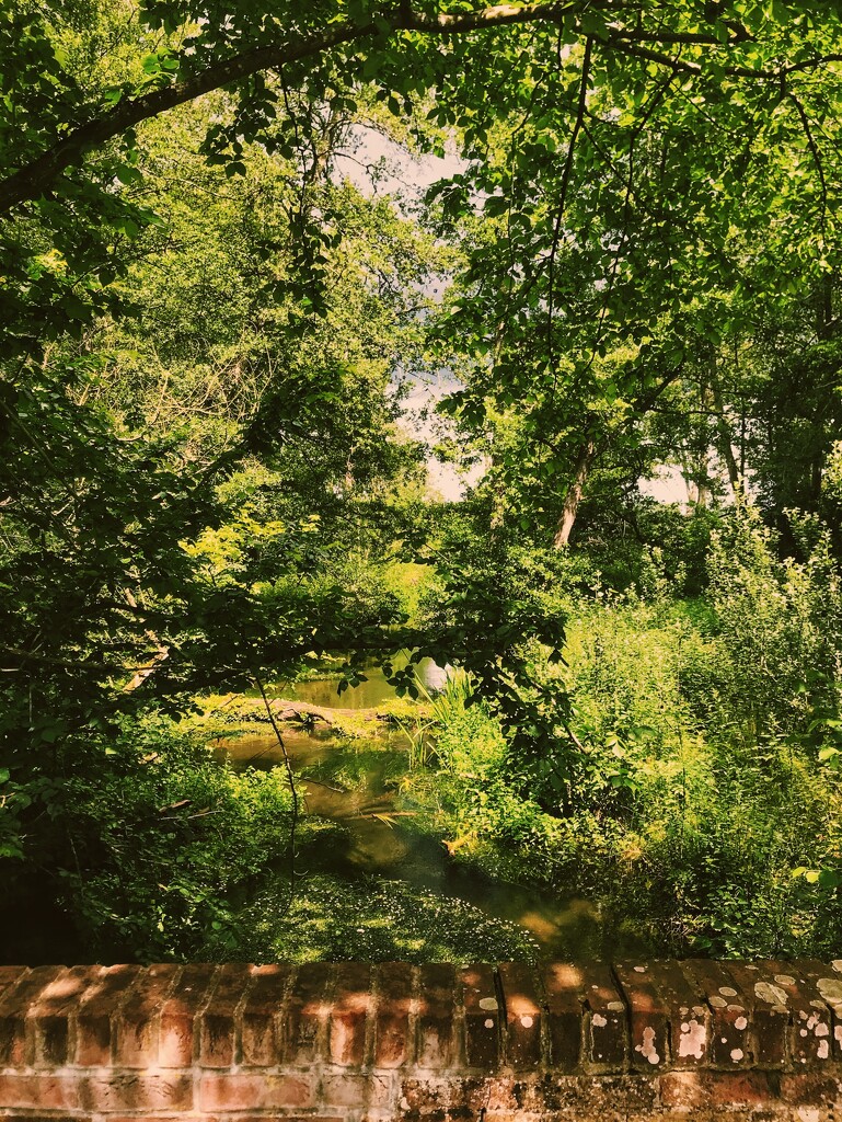 Stream Under Trees by manek43509