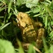 Frog by arkensiel
