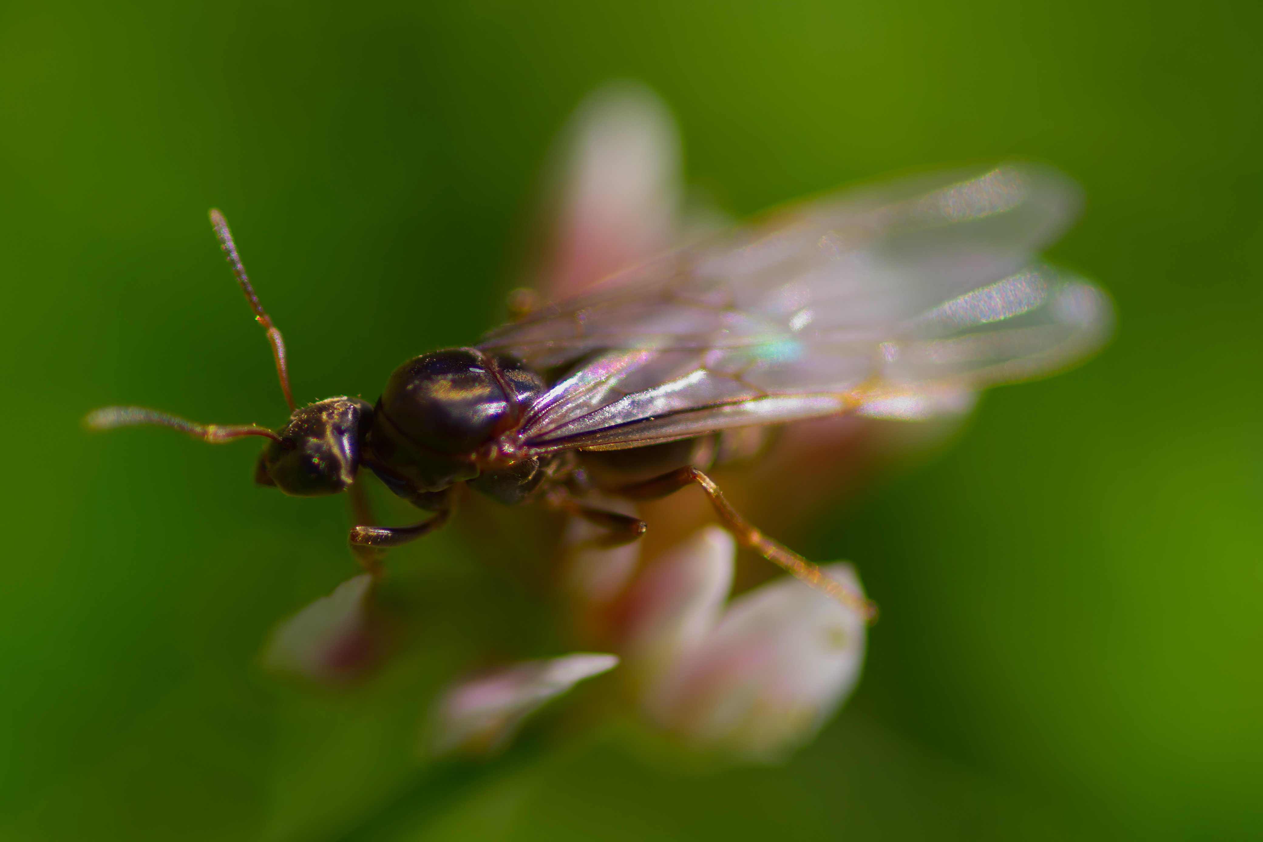 Flying Ant Day by JackieR · 365 Project