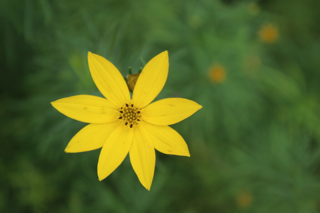 Yellow flower by jb030958