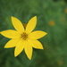 Yellow flower by jb030958