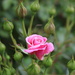 Little rose by jb030958